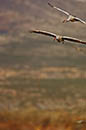 Bosque Del Apache